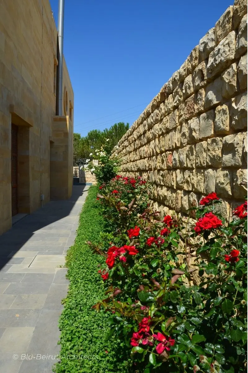 Side path lined with roses